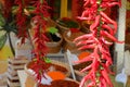 Spicy chillies at a market stall Royalty Free Stock Photo