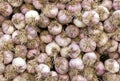 Spicy cooking ingredient picture. Pile of white garlic heads. White garlic head heap top view