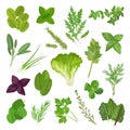 Spicy culinary herbs and lettuce set with basil, mint, oregano, spinach, chard and other plants, vector illustration on white