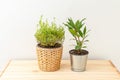 Spicy herb. bay leaf plant and thyme potted plant. Indoor microgreens. Plant home decoration