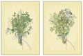 Spicy herbs. Collection of fresh herbs. Illustrati Royalty Free Stock Photo