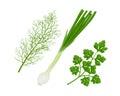 Spicy herbs from the garden. A set of medicinal herbs, such as parsley, onion and dill. Collecting vegetables and herbs
