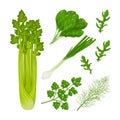 Spicy herbs from the garden. A set of medicinal herbs such as parsley, spinach, dill, arugula and also vegetables onion