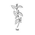Spicy herbs are grown in the garden. Basil. Vector illustration is drawn by hand. Doodle style