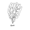 Spicy herbs are grown in the garden. Spinach. Vector illustration is drawn by hand. Doodle style Royalty Free Stock Photo