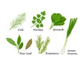 Spicy herbs. A set of spicy herbs such as dill, parsley, spinach, and also bay leaf, rosemary and onion. Medicinal herbs