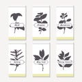 Spicy herbs silhouettes collection. Hand drawn basil, oregano, thyme, majorana, savory, bay leaf, curry