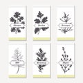 Spicy herbs silhouettes collection. Hand drawn cilantro, parsley, tarragon, dill, rosemary, thyme Royalty Free Stock Photo