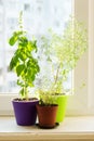 Spicy herbs on the sill - savory, basil and thyme Royalty Free Stock Photo