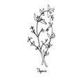 Spicy herbs. Thyme. Image of a plant on a white isolated background. Vector illustration is drawn by hand. Doodle style
