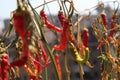 Spicy Hot Chilis Hanging All Red Except One That Is Green Royalty Free Stock Photo