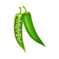 Spicy Hot Green Chili Pepper Vegetable Ingredient for Culinary Cut in Half Vector Illustration Royalty Free Stock Photo