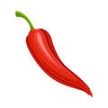 Spicy Hot Red Chili Pepper Vegetable Ingredient for Culinary Vector Illustration