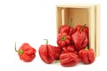 Spicy hot red habanero peppers in a wooden box Royalty Free Stock Photo