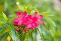 Spicy jatropha flower, Peregrina, Spicy Jatropha on blur background