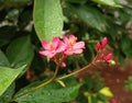 Spicy jatropha flowers bloom in the garden against a natural backdroup