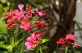 Spicy Jatropha flowers with garden background. Royalty Free Stock Photo