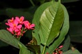 Spicy jatropha, Peregrina, Jatropha integerrima