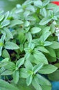 Spicy mint trees Royalty Free Stock Photo