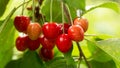 Spicy red cherry fruit on a tree closeup Royalty Free Stock Photo