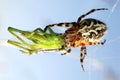 Spider Royalty Free Stock Photo