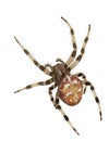 Spider Royalty Free Stock Photo