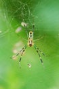 Spider Royalty Free Stock Photo