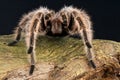 Spider Royalty Free Stock Photo