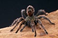 Spider Royalty Free Stock Photo