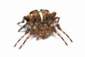 Spider Royalty Free Stock Photo