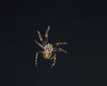 Spider Royalty Free Stock Photo