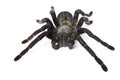 Spider Royalty Free Stock Photo