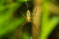 Spider Royalty Free Stock Photo