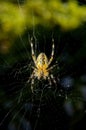Spider Royalty Free Stock Photo