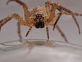 Spider advancing - arachnophobia nightmare Royalty Free Stock Photo