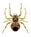 Spider Agalenatea redii female Royalty Free Stock Photo
