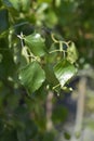 Spider Alley birch