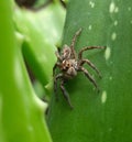 Spider in Alobera and ready to hunt a small insect.