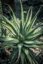 Spider Aloe beautiful plant, close up Royalty Free Stock Photo