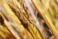 Spider in an ambush on wheat ear