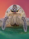 Spider Royalty Free Stock Photo