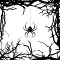 Spider animal insect natural black&white picture