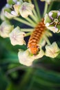 Spider antelopehorn inflorescence and caterpillar Royalty Free Stock Photo