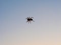 Spider anthropod animal Royalty Free Stock Photo