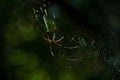 Spider arachnid sits in its lair on black background Royalty Free Stock Photo