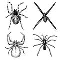 Spider or arachnid species, most dangerous insects in the world, old vintage for halloween or phobia design. hand drawn Royalty Free Stock Photo