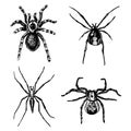 Spider or arachnid species, most dangerous insects in the world, old vintage for halloween or phobia design. hand drawn Royalty Free Stock Photo