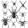 Spider or arachnid species, most dangerous insects in the world