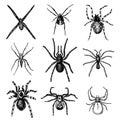 Spider or arachnid species, most dangerous insects in the world