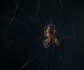 Spider-Araneae knit a net in nature